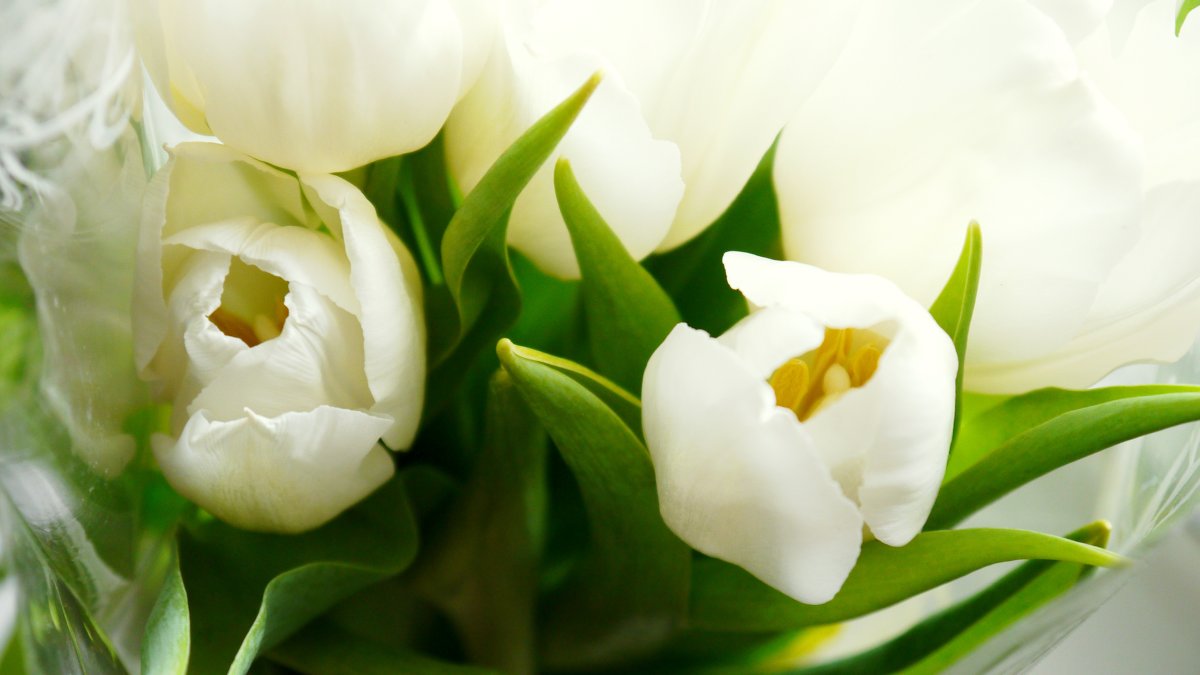 Белые тюльпаны - Екатерина Чурина