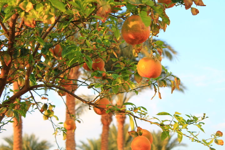 Апельсиновое дерево - Ирина 
