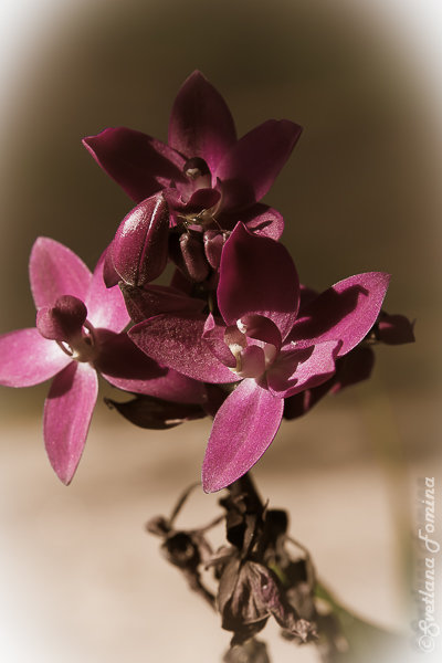 Цветы орхидеи - Светлана Фомина