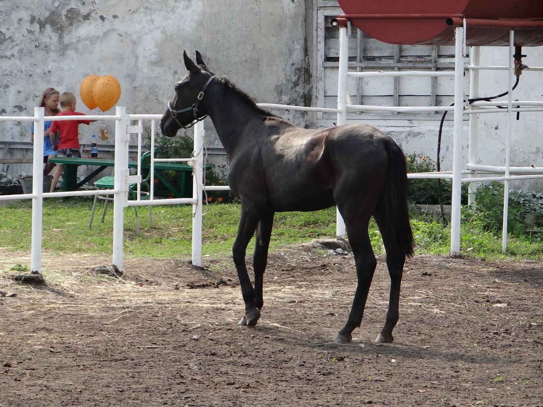 конь - Дмитрий .
