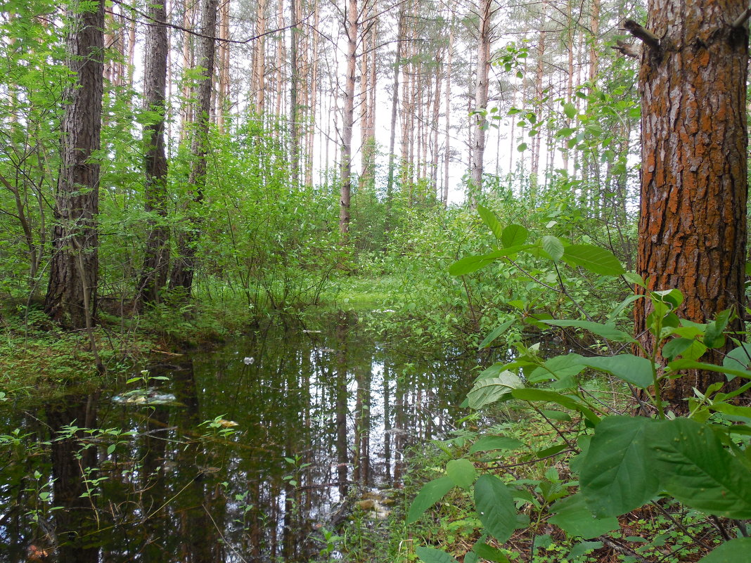 лесной прудик - пётр терентьев