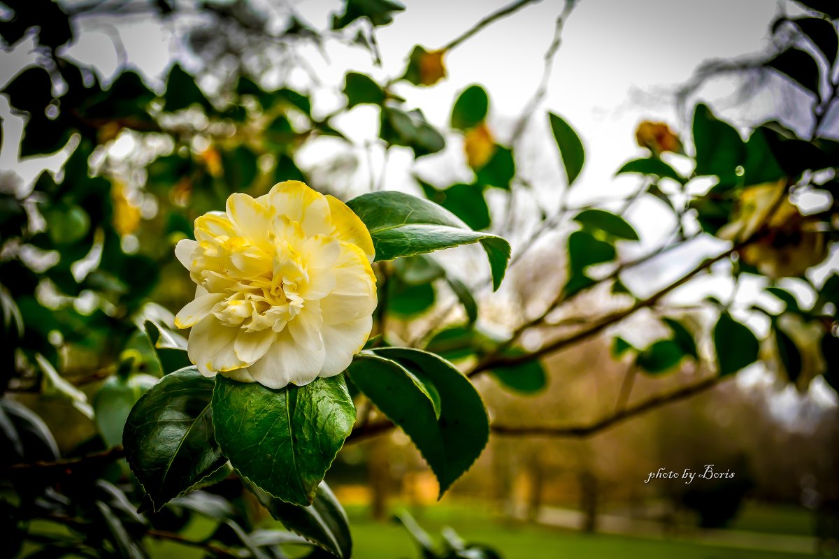white yellow flower - Борис Б