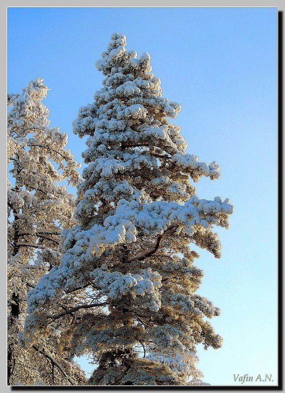 Зимние деревья - Анатолий Вафин