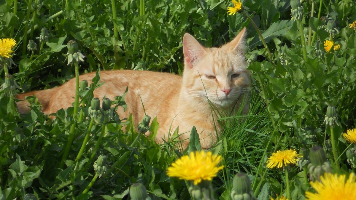 Рыжик в одуванчиках ))) - Анатолий Антонов