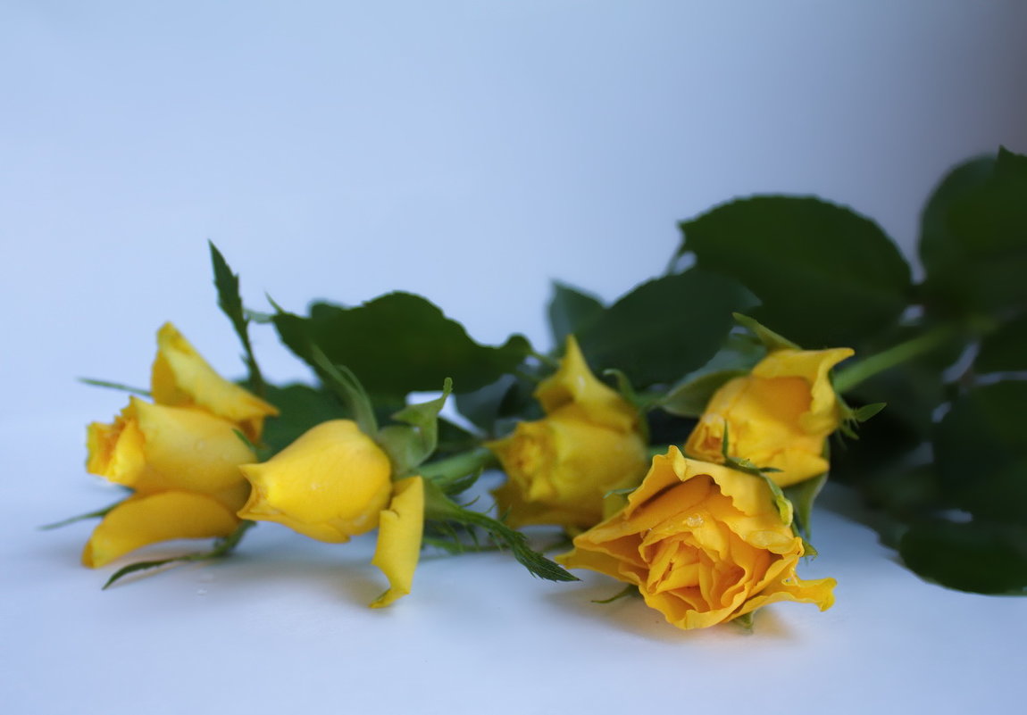 желтые розы - валерия 