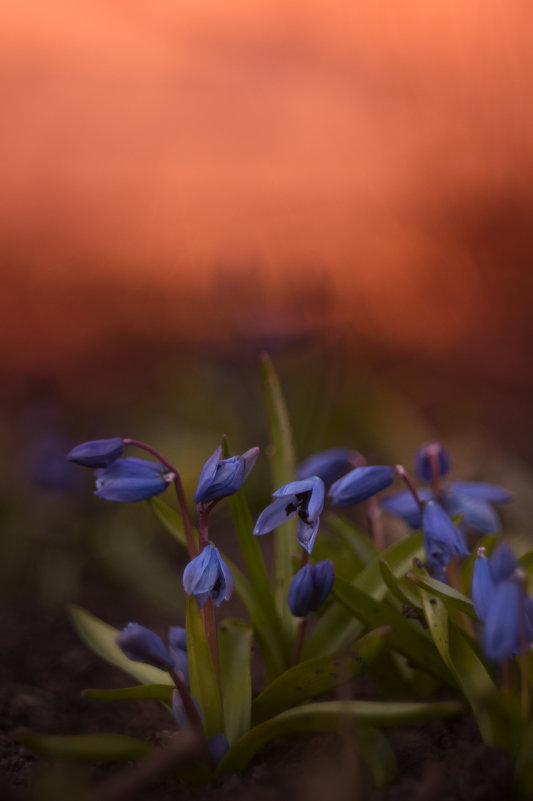 весенние цветы - Ira Oleynik