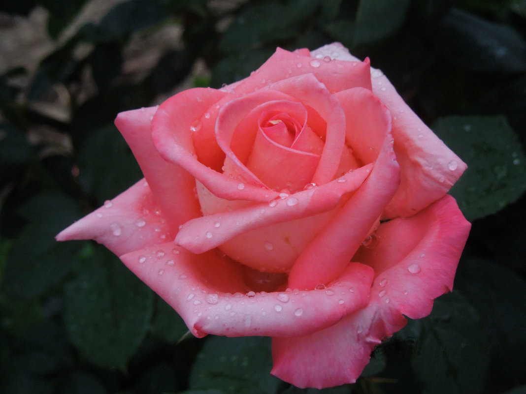 розовая роза - Наталья ......