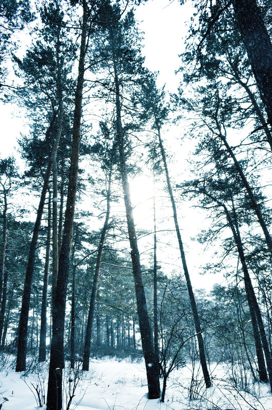 лес - Виктория М
