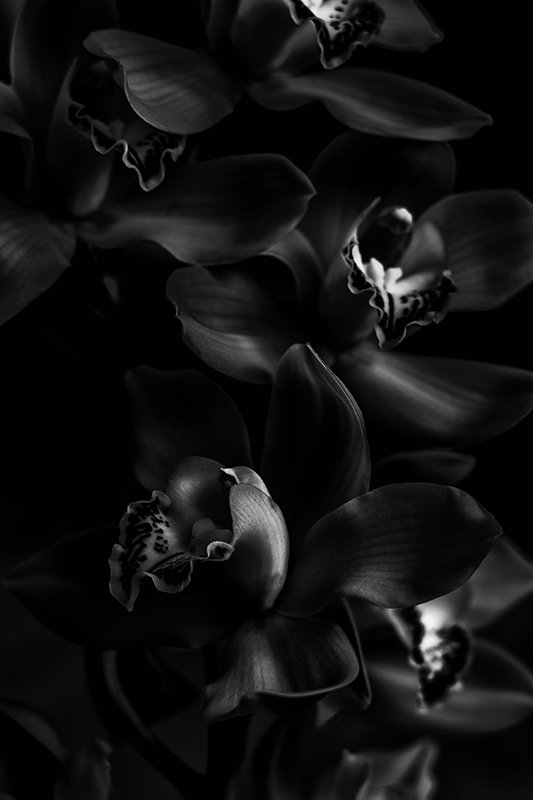 Прекрасные орхидеи - Анна 