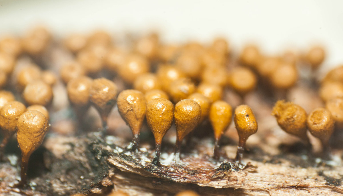 Hemitrichia clavata - Ольга Пуковецкая