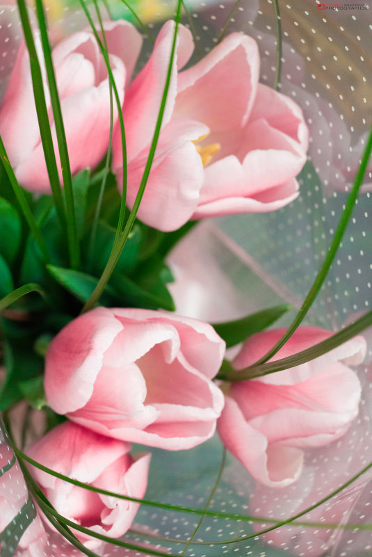 Весенне тюльпаны - Анастасия Сысоева