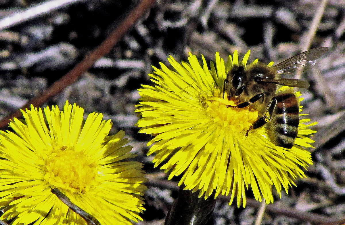 первые пчелы - юрий иванов