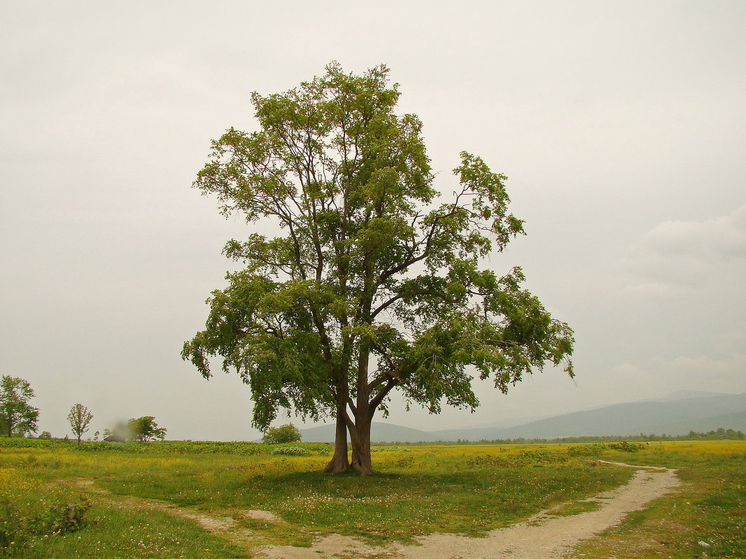 Сахалин Любимое дерево - Александр Ваюш