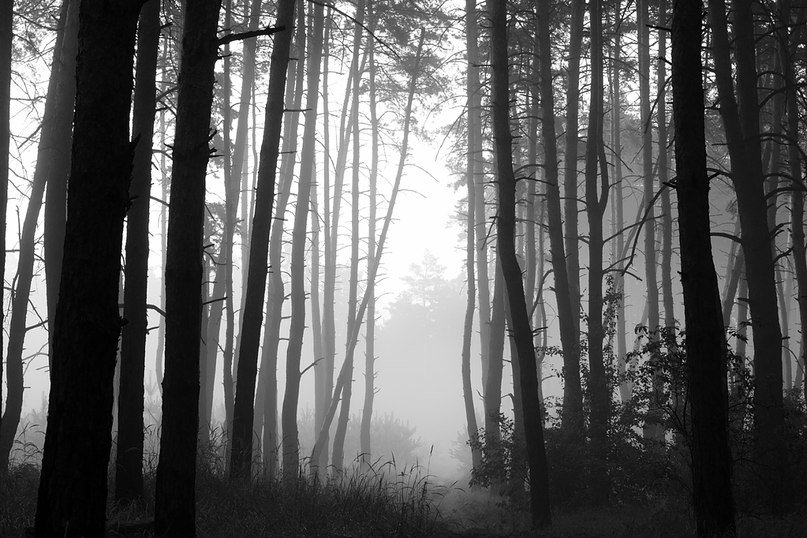Туман в лесу - Иван Сагиров