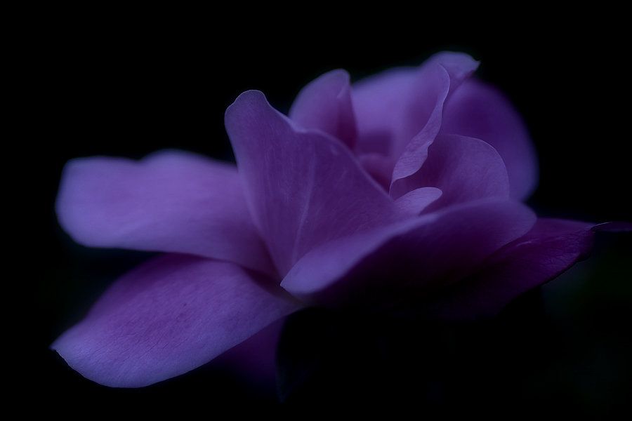 Flower. - Gene Brumer