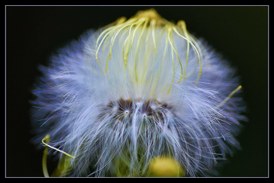 Flowers. - Gene Brumer