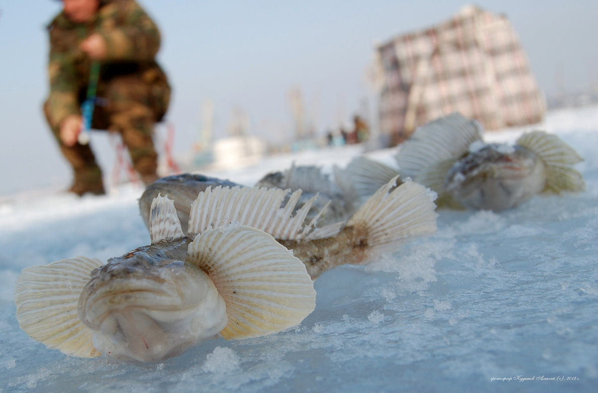 Зимняя рыбалка - Алексей Кудинов