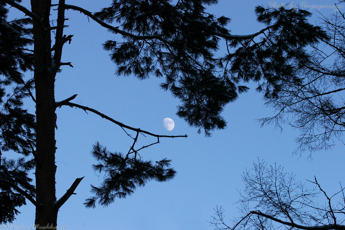 Moon in forest - Виктор Мушкарин (thepaparazzo)