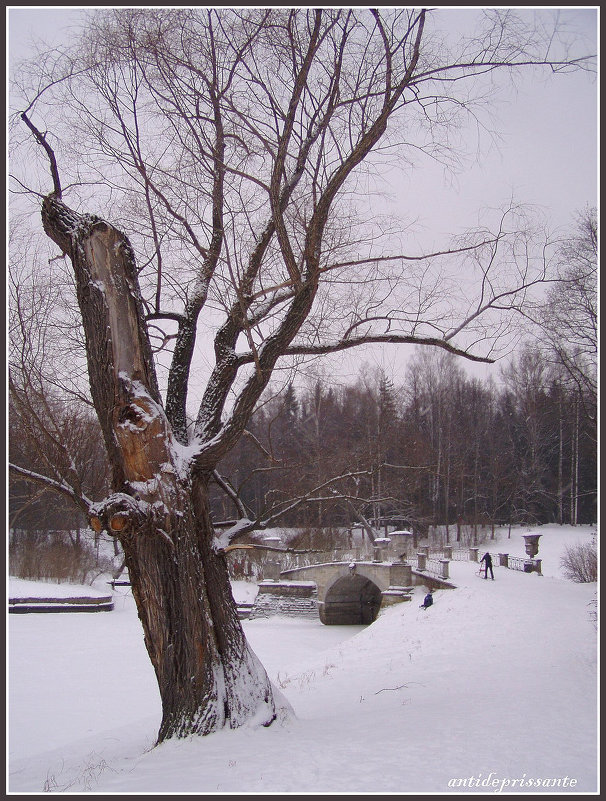 Дерево в Павловске - vadim 