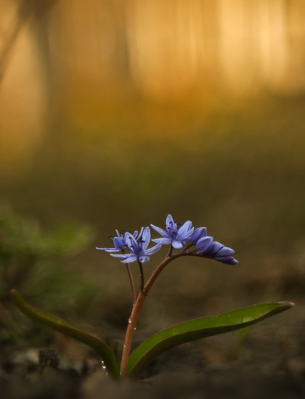 квітка - Ira Oleynik