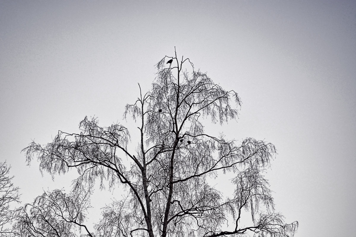 Деревцо с воронами - Marky 