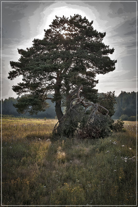 Одинокое дерево - Владимир Белозеров