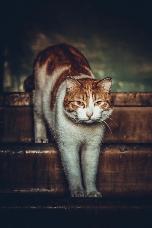 Кот,который живет в подъезде. - Марина Матвеева