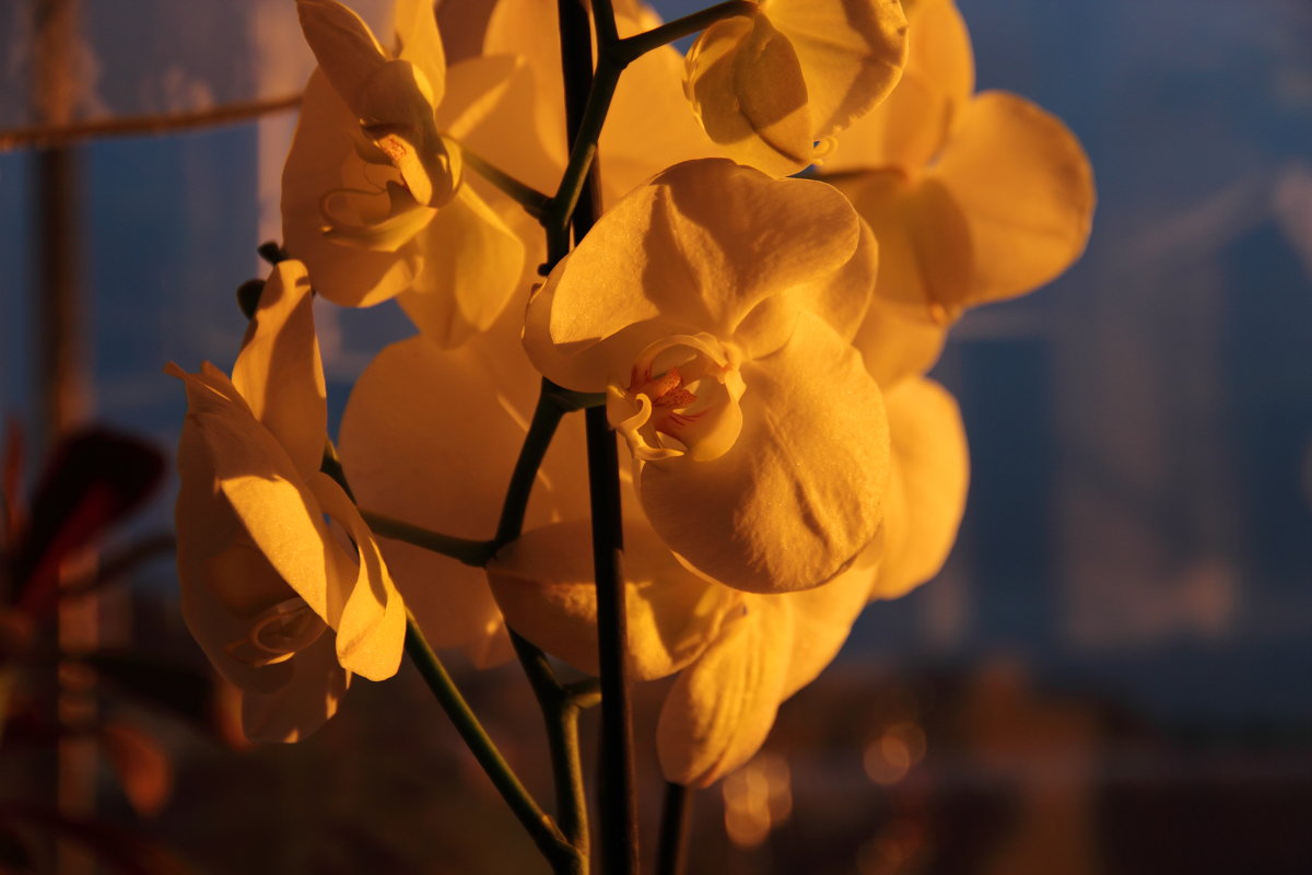 Белая орхидея и закат. - Larisa Gavlovskaya