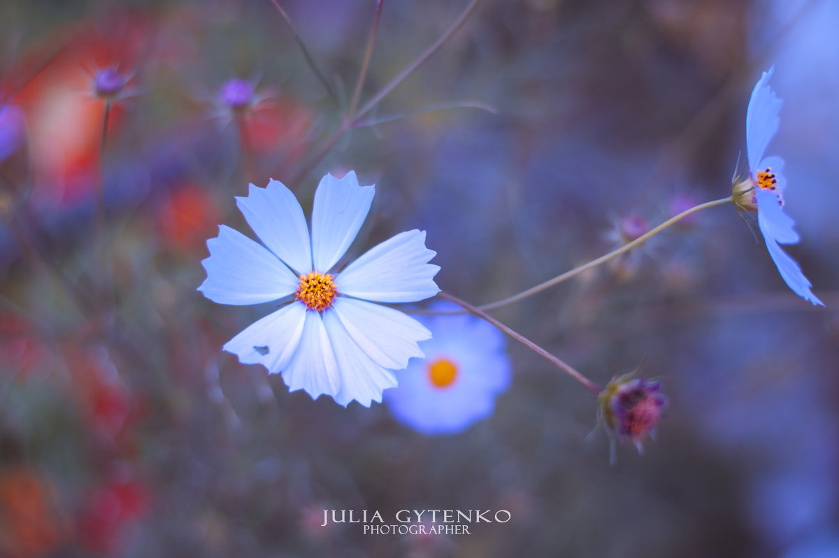 Мой вариант самых повсеместно фотографируемых цветов (: - Julia Gytenko