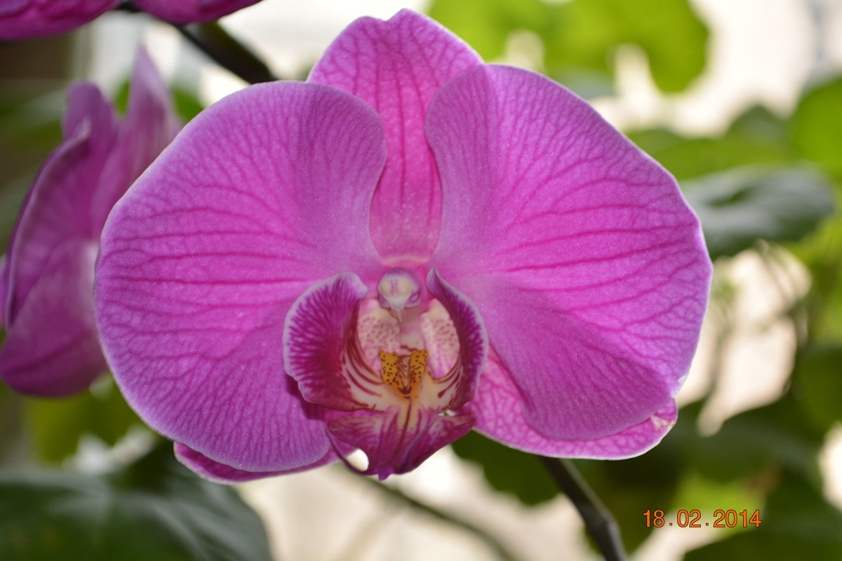 орхидея - Александр 