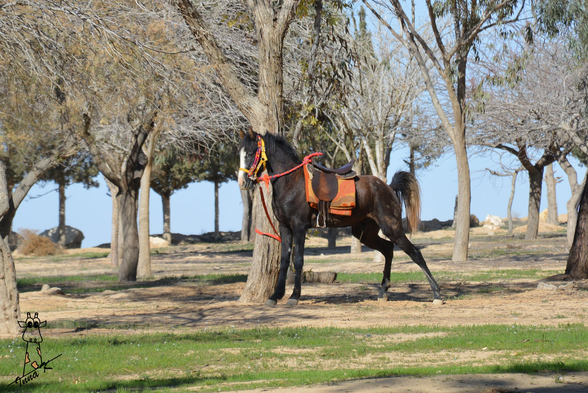 Horse - Inna Kuzmitsky