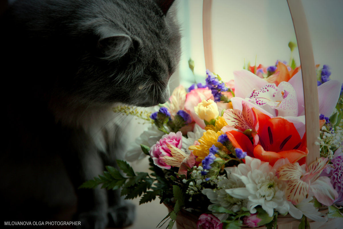 Кошка и цветы - Ольга Милованова