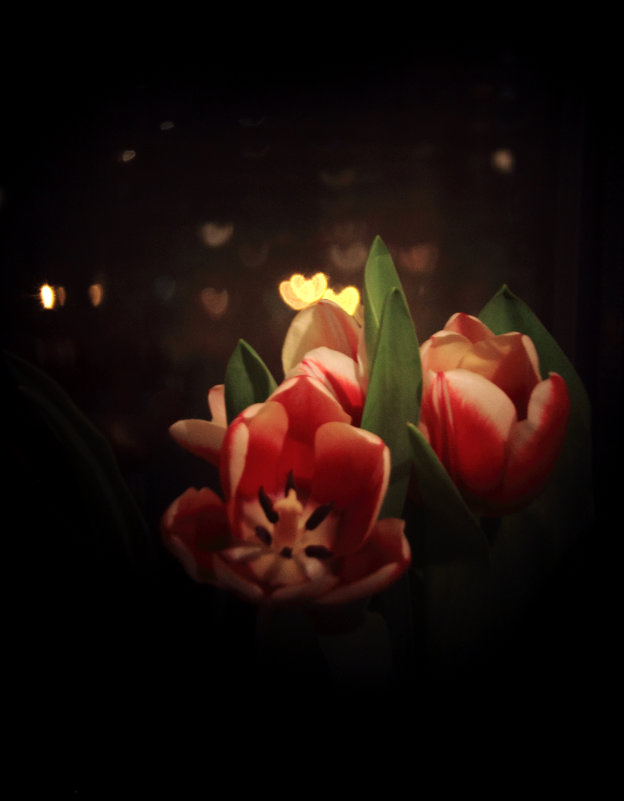 Боке и тюльпаны - Анна Букина