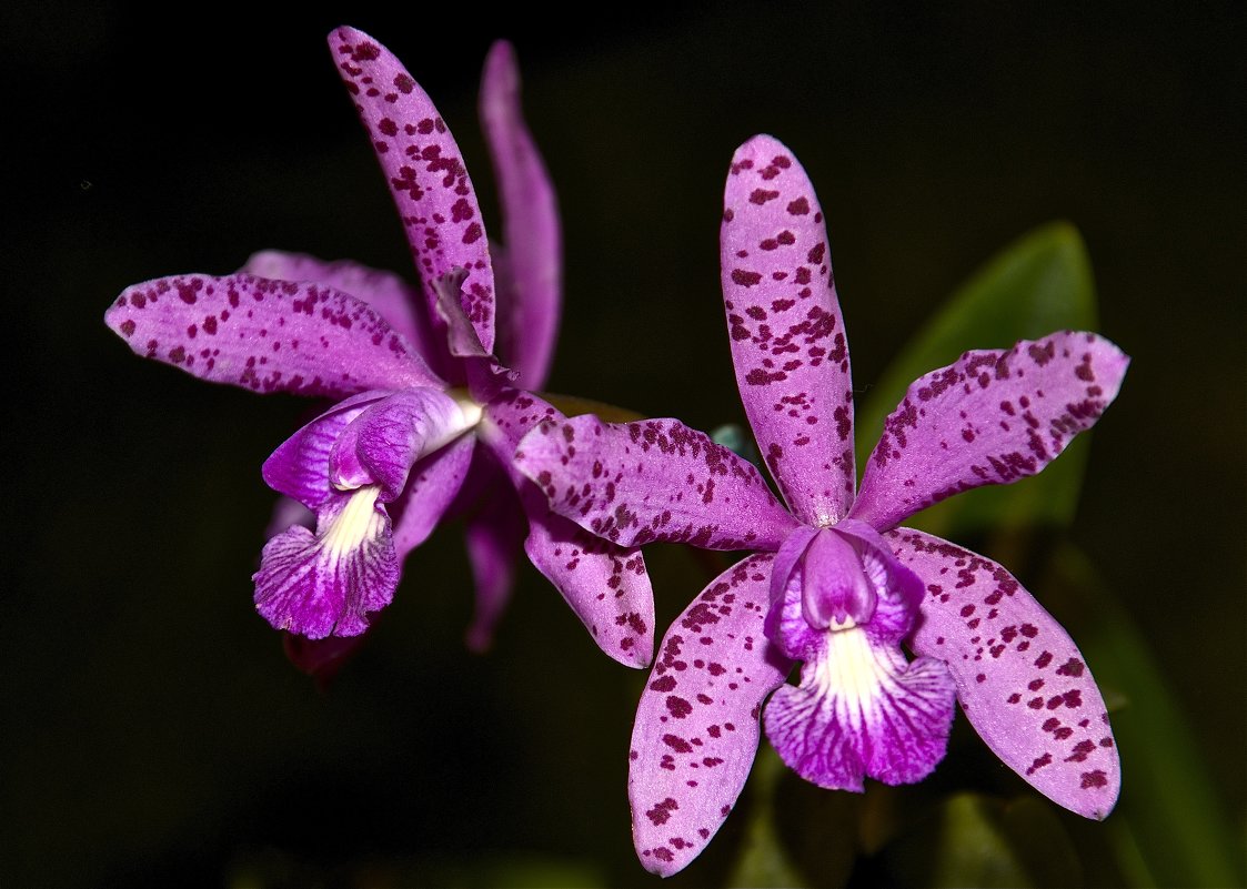 Орхидеи - vlad 