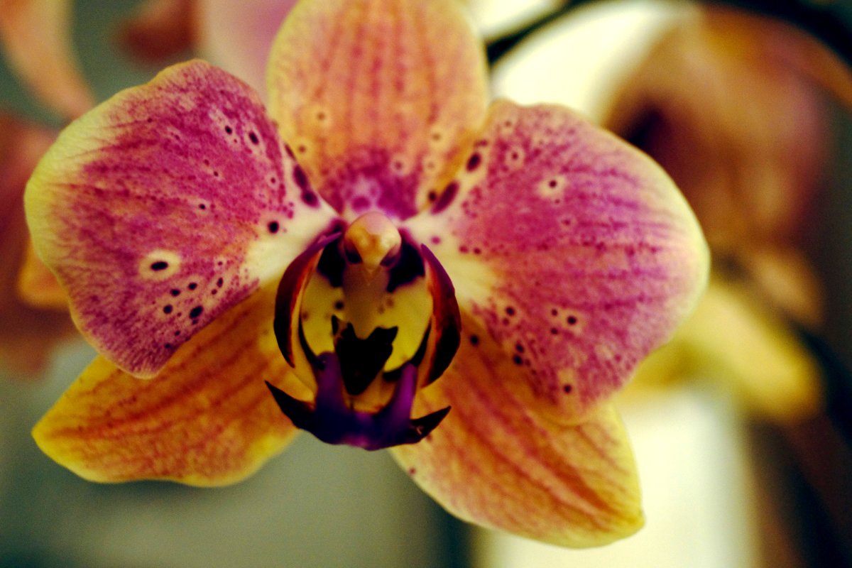 Орхидея - Нинель Гюрсой