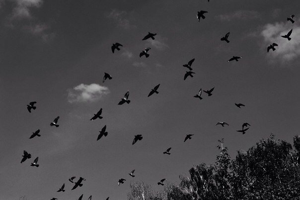 Birds - Annette Miller