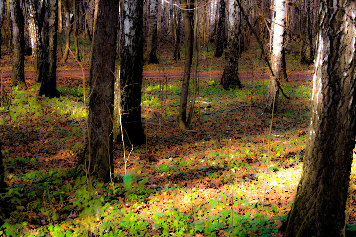 Волшебный лес - Ирина A