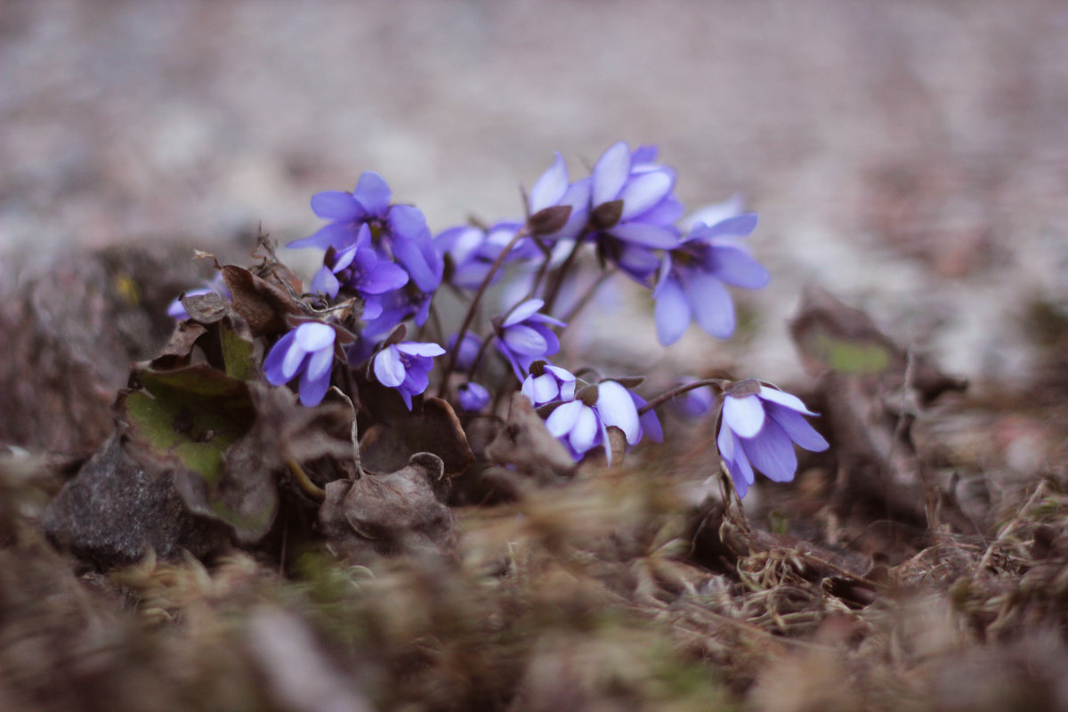 flowers - Айнур Алиева