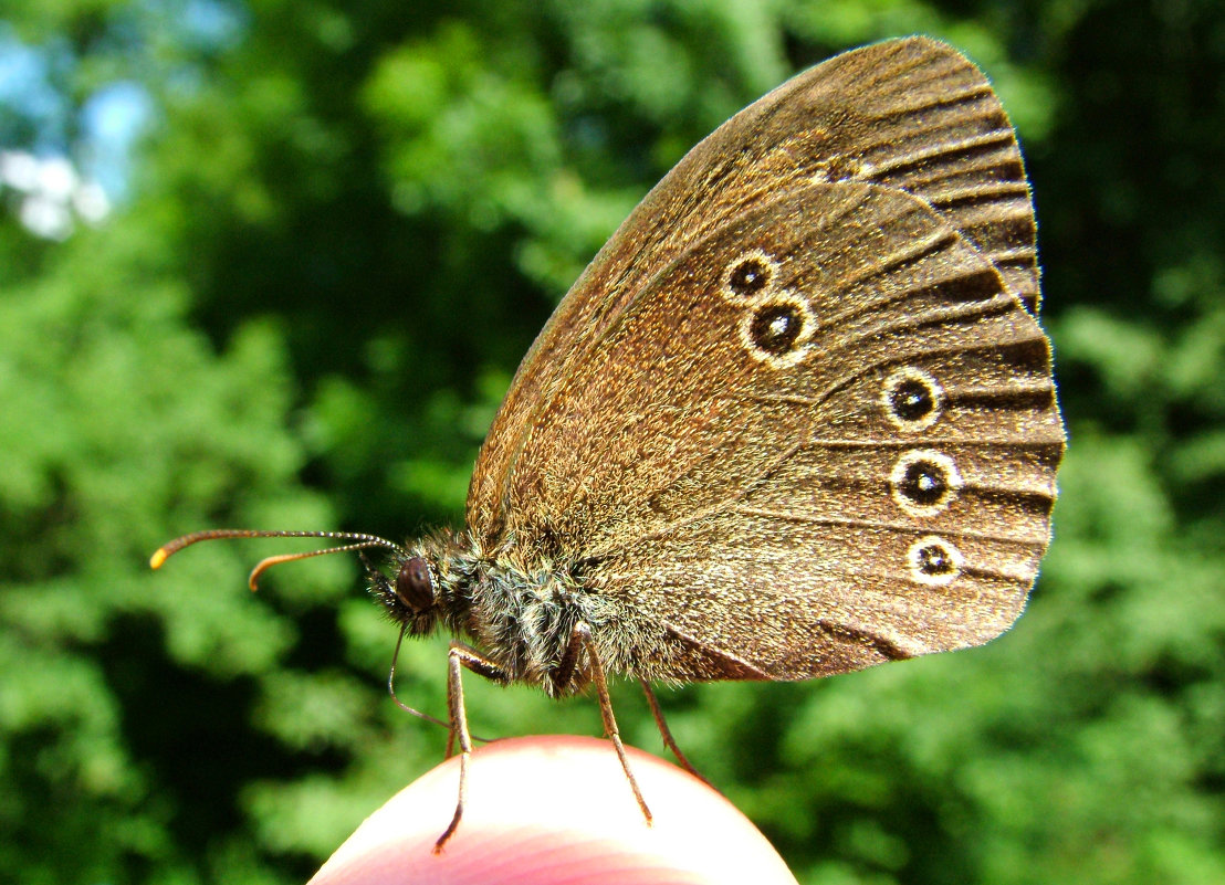 бабочка Глазок цветочный, или чернобурый (Aphantopus hyperantus) - Генрих Сидоренко