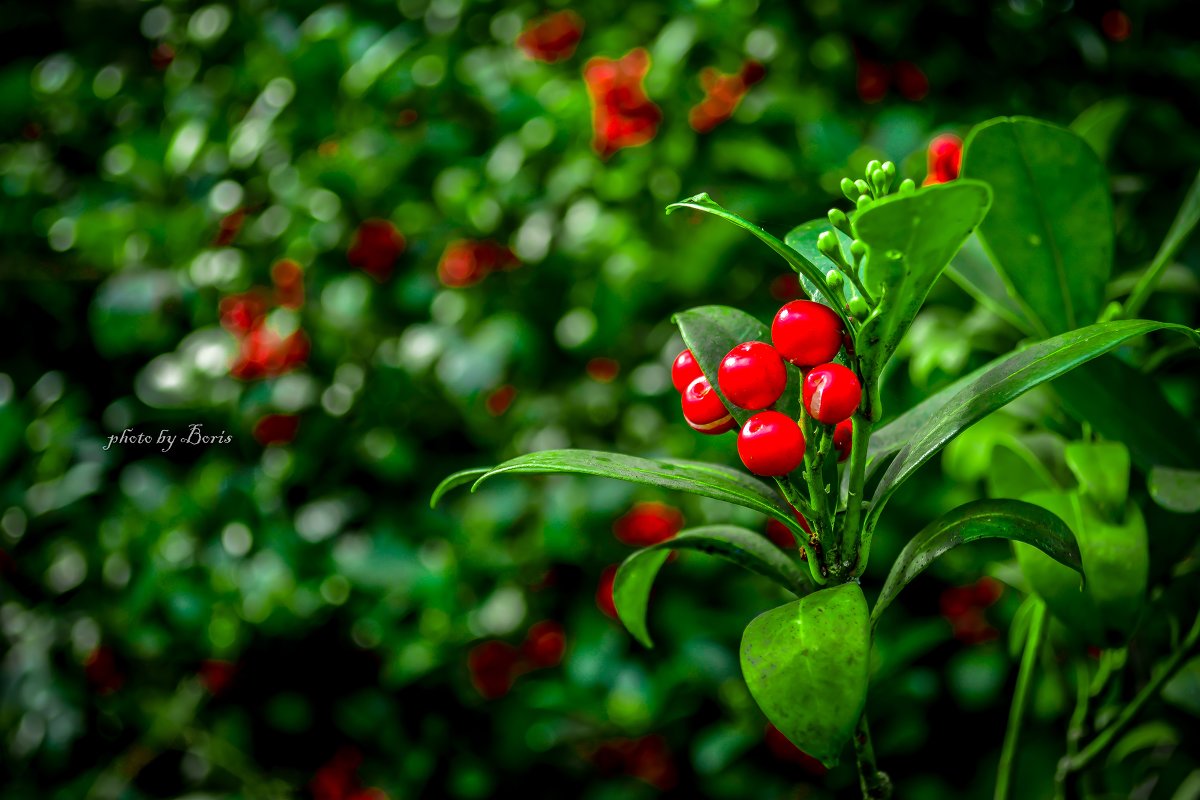 berries - Борис Б