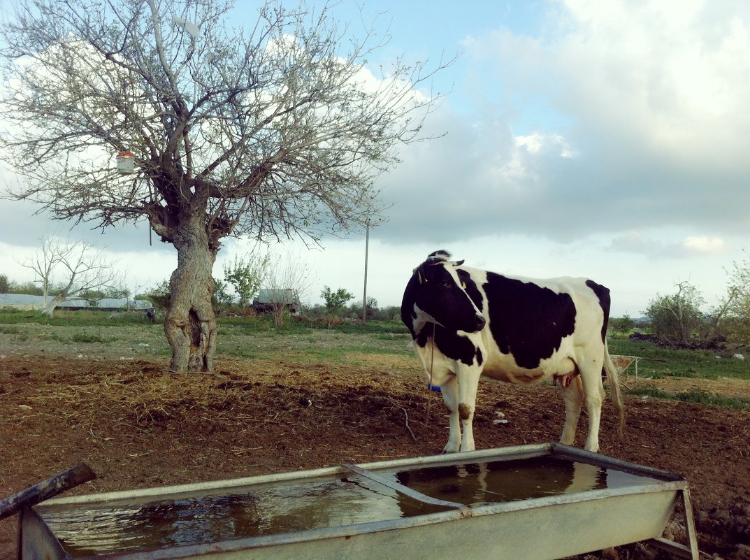 farm - Jumanazar Koichubekov