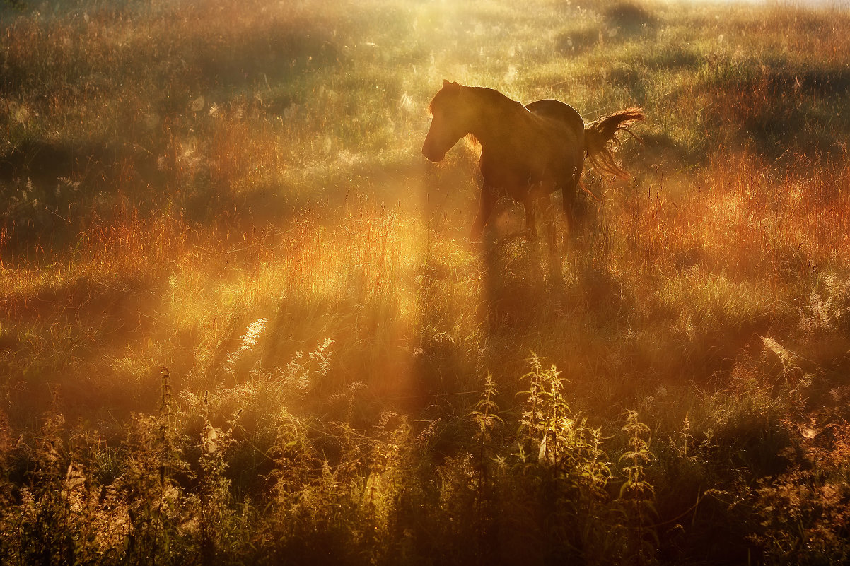 Лошадь на рассвете лучи солнца