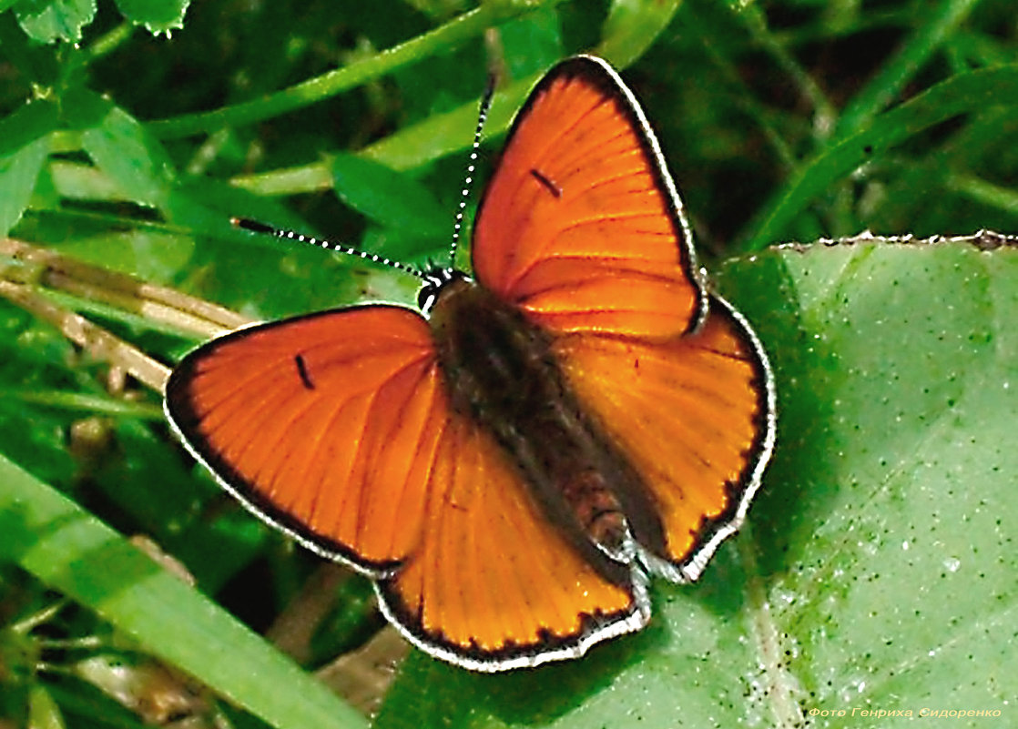 Бабочка голубянка Чеpвонец (Lycaena hippothoe) - Генрих Сидоренко