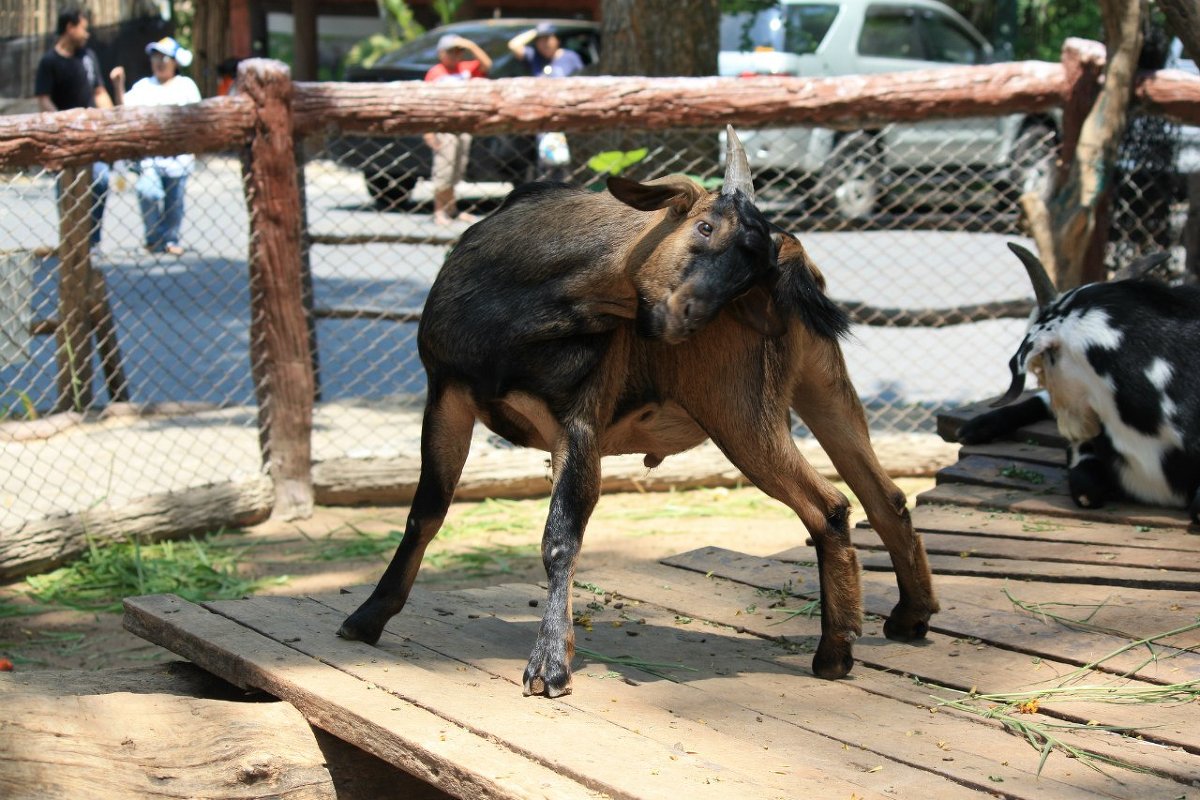Зоопарк Таиланд - Lena Voevoda