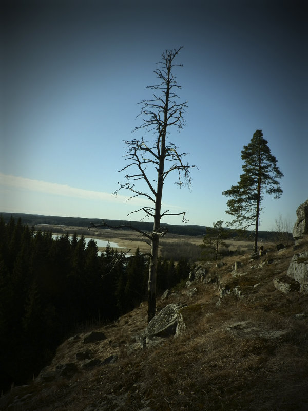 засохшее дерево на скале - Сергей 