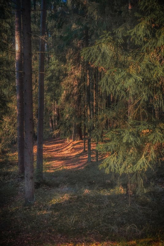 Катынский лес. - Andrei Dolzhenko