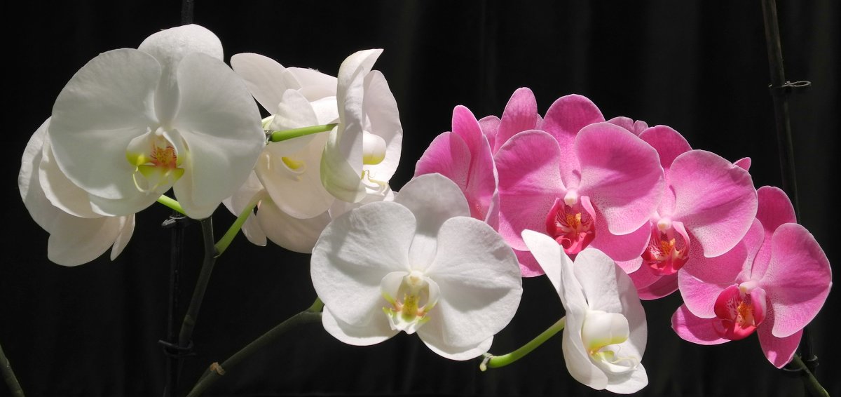 Орхидеи - yav 110455