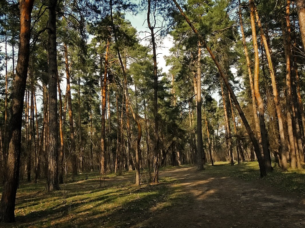 Заход Солнца в сосновом лесу - Владимир Бровко