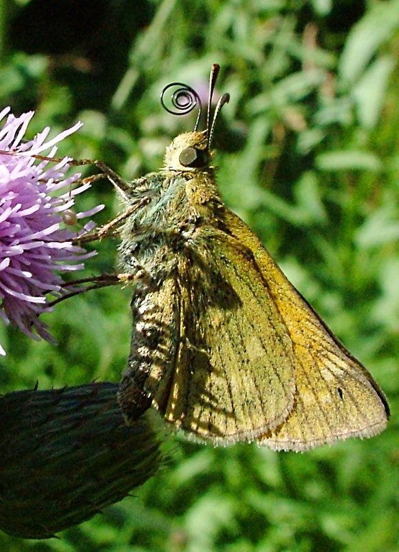 Бабочка Толстоголовка запятая (Hesperia comma) - Генрих Сидоренко