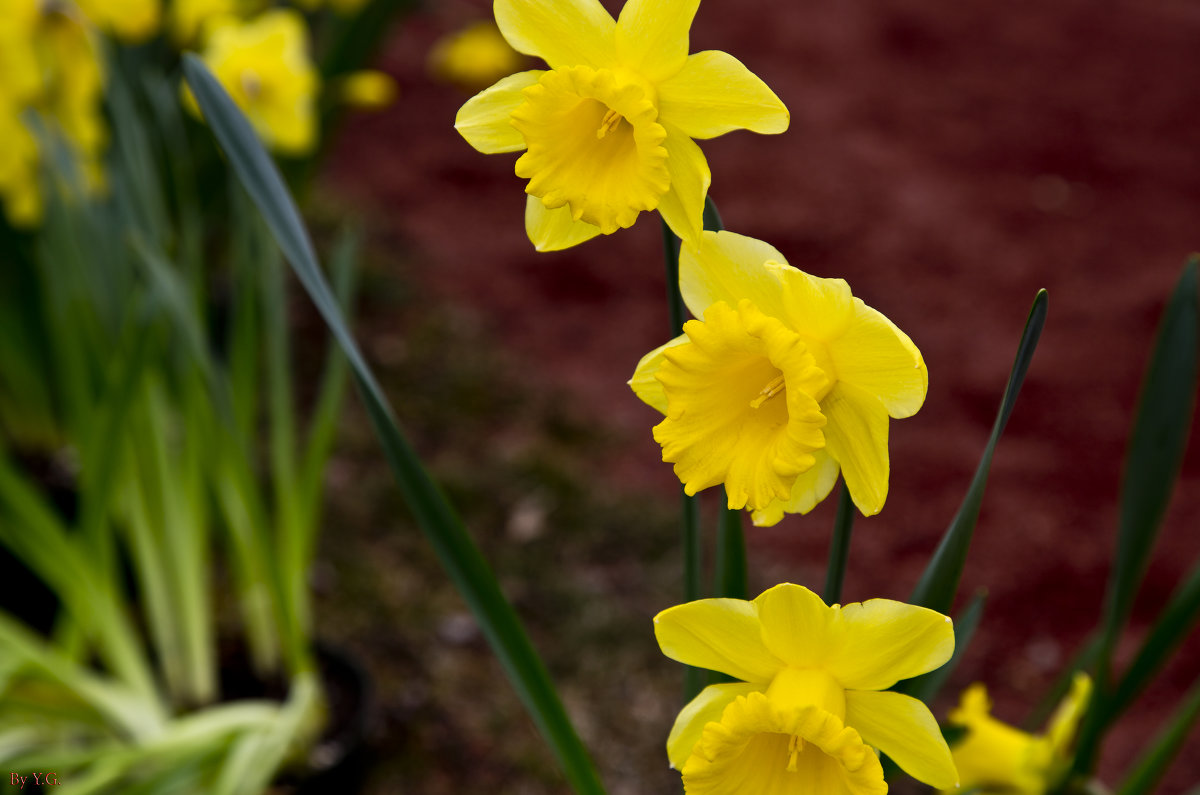 Daffodils - Яков Геллер